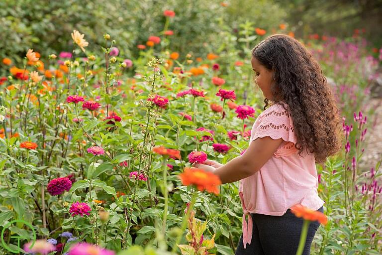 A girl looks closely at brightly colored zennia flowers
